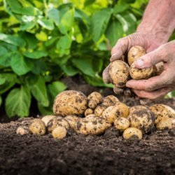 Naheinstellung: Kartoffeln frisch nach der Ernte werden von Hand aufgelesen