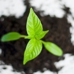 VegeBox Microgreens – kleine Powerpflanzen!
